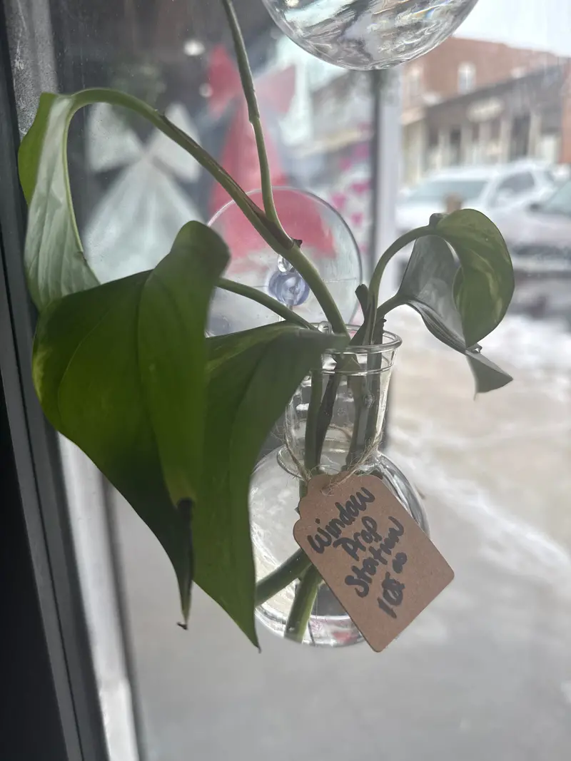 Adjustable Window Prop Station For Plant Display 1