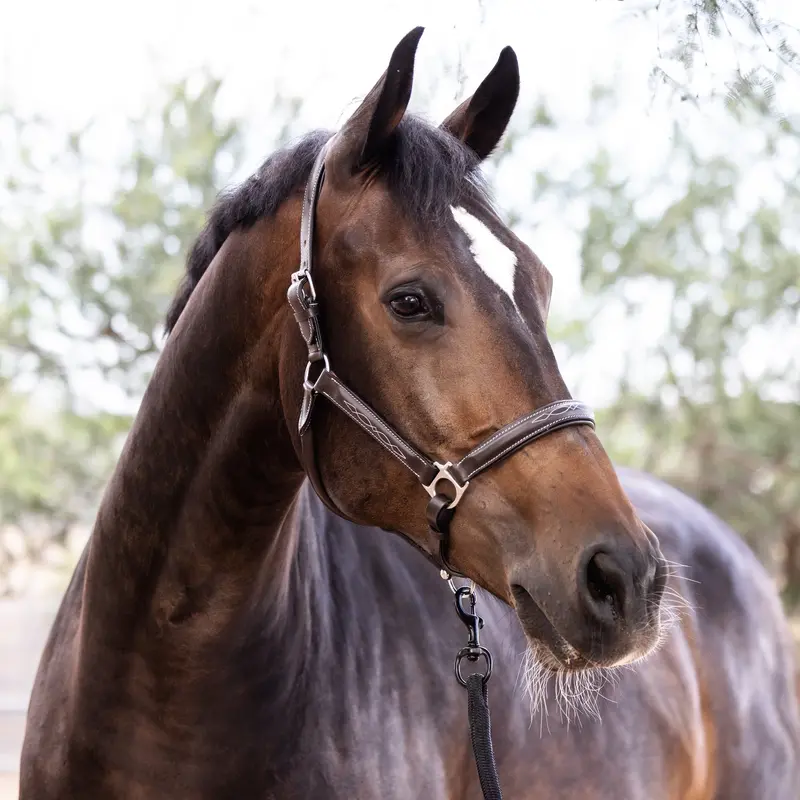 Brown Top-Stitched Leather Halter 1