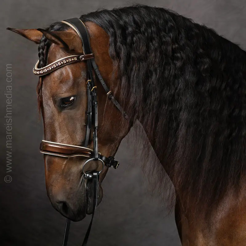 Champagne Black Leather Snaffle Bridle For English Riding 1