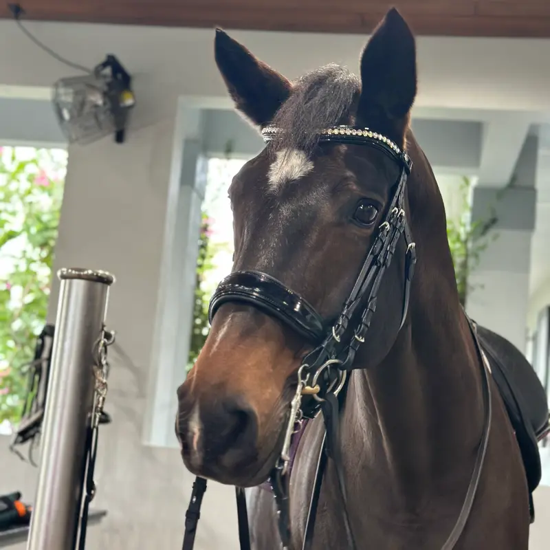 Diamante Black Patent Crystal-Embellished Double Bridle 1