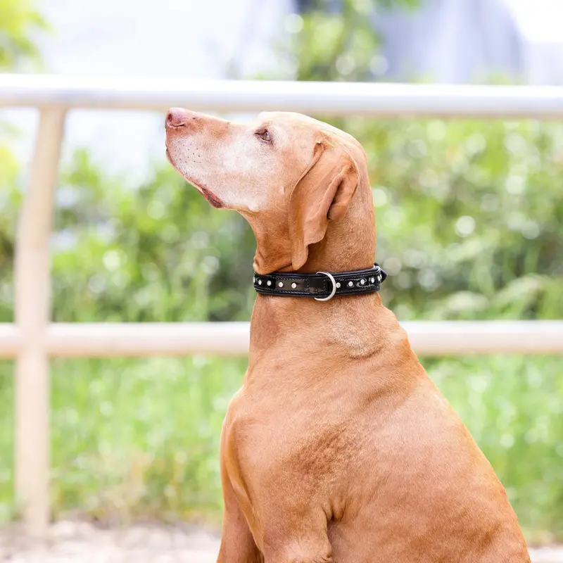 Halter Ego Black Patent Celebrity Dog Collar For Stylish Pets 1