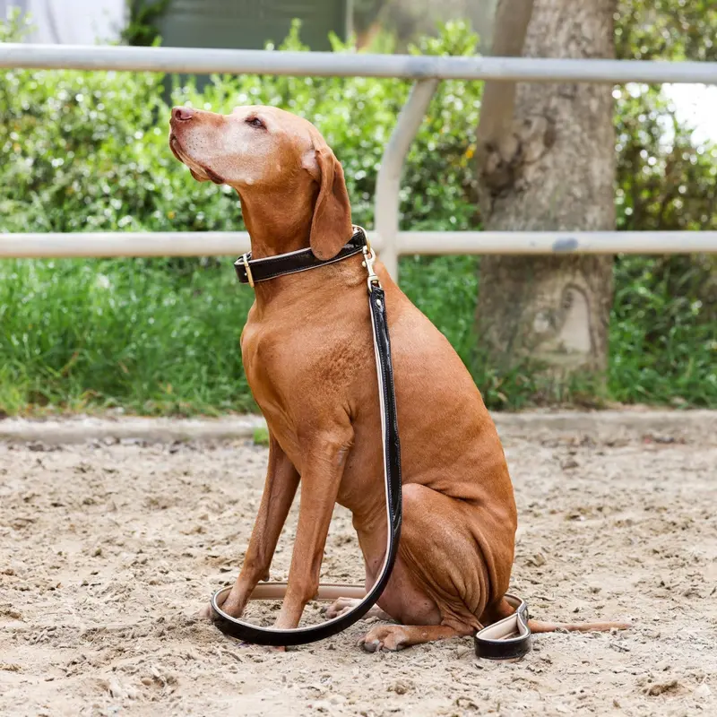 Halter Ego® Brown Patent Florence Dog Collar – Elegant Pet Accessory 1