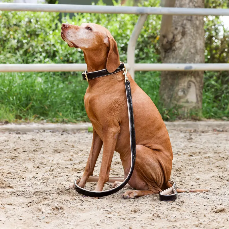 Halter Ego® Florence Dog Leash – Brown Patent Leather With Timeless Appeal 1