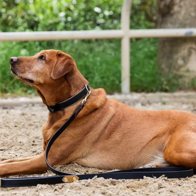 Halter Ego® Milan Dog Collar – Black Leather With Burnished Gold Trim 1