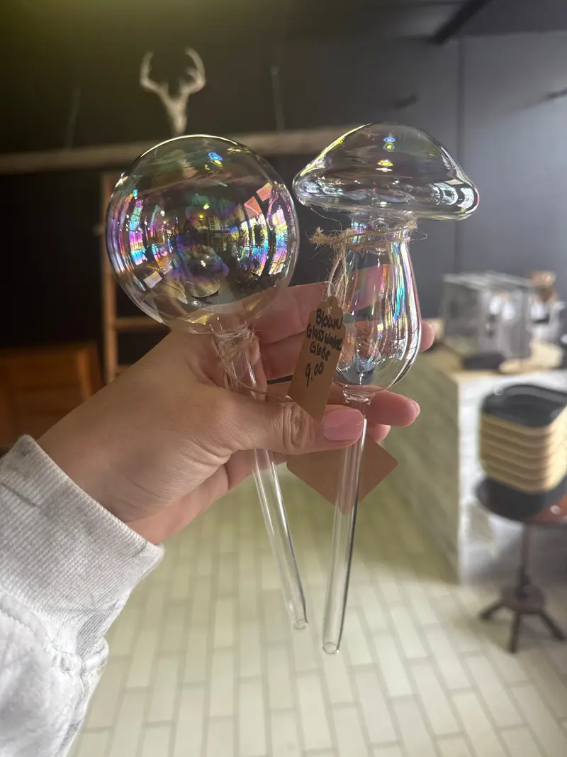 Hand-Blown Glass Water Globe For Succulents And Air Plants 1