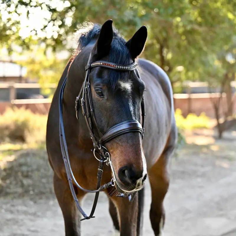 Sarah Maple Brown Patent Double Bridle 1