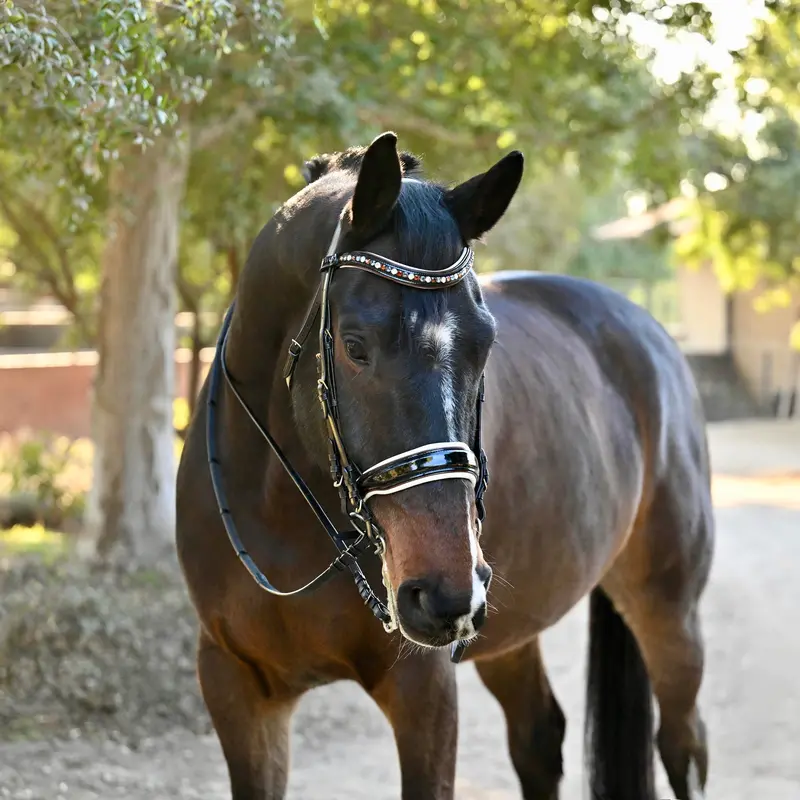 Taos Black Patent Double Bridle 1